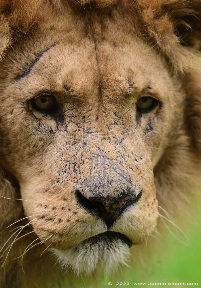 Afrikaanse leeuw  ( Panthera leo )  African lion
Trefwoorden: Gaiapark Kerkrade Nederland zoo Afrikaanse leeuw Panthera leo lion