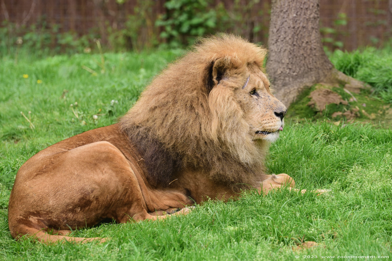 Afrikaanse leeuw  ( Panthera leo )  African lion
Võtmesõnad: Gaiapark Kerkrade Nederland zoo Afrikaanse leeuw Panthera leo lion