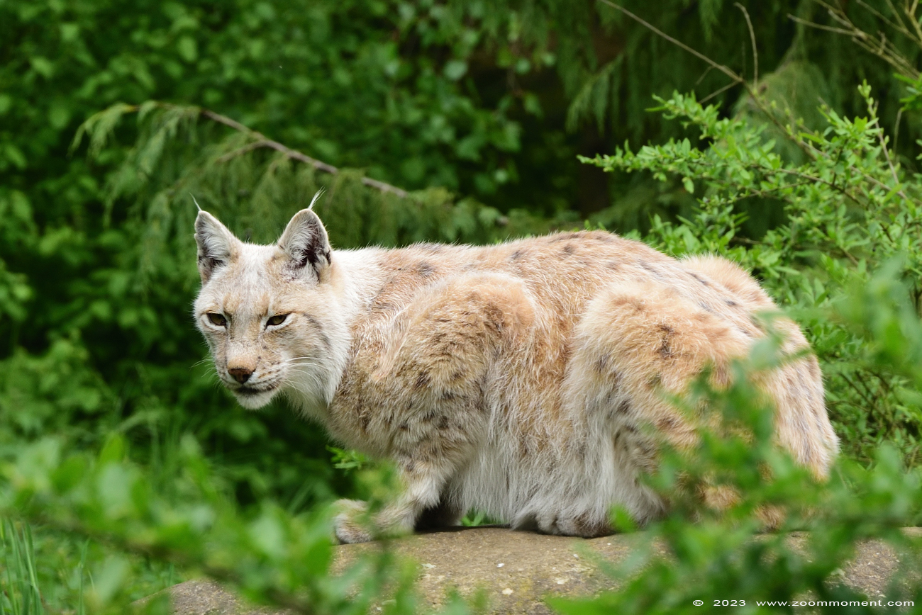 Lynx lynx
Keywords: Gaiapark Kerkrade Nederland zoo lynx