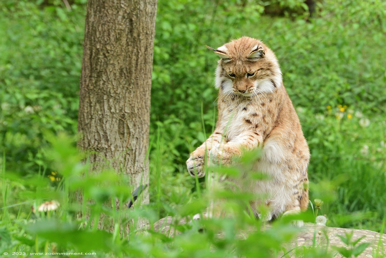 Lynx lynx
Ключови думи: Gaiapark Kerkrade Nederland zoo lynx
