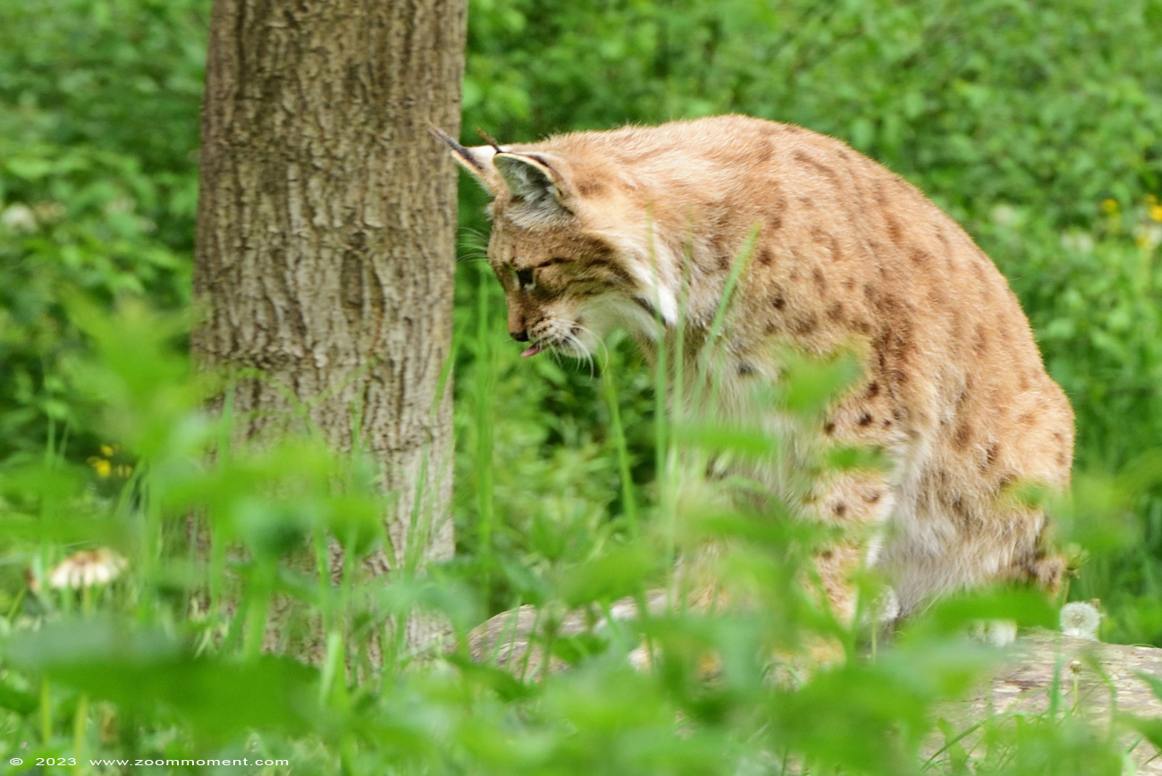 Lynx lynx
Słowa kluczowe: Gaiapark Kerkrade Nederland zoo lynx