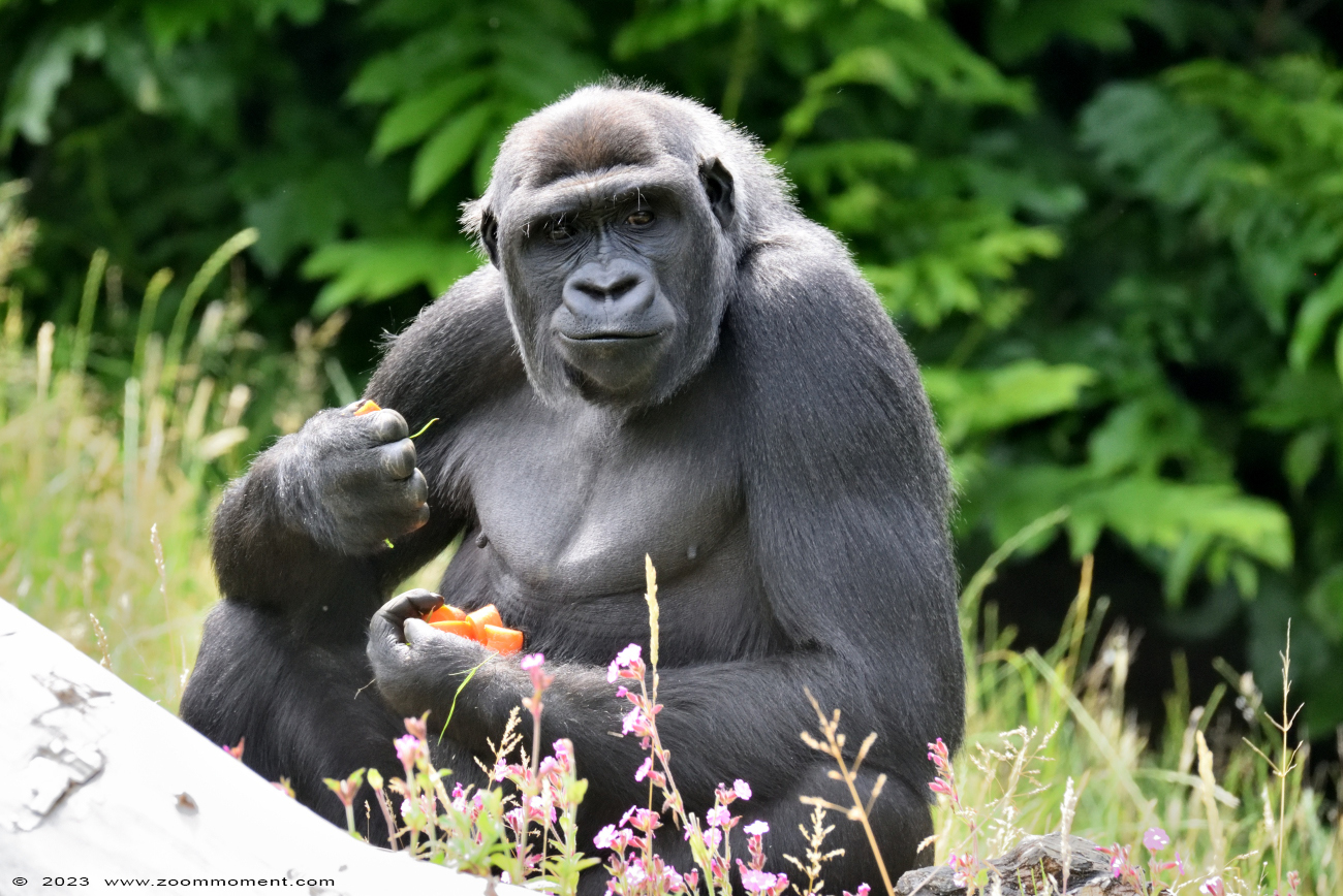 Westelijke laagland gorilla ( Gorilla gorilla )
Avainsanat: Gaiapark Kerkrade Nederland zoo Westelijke laagland gorilla Gorilla gorilla