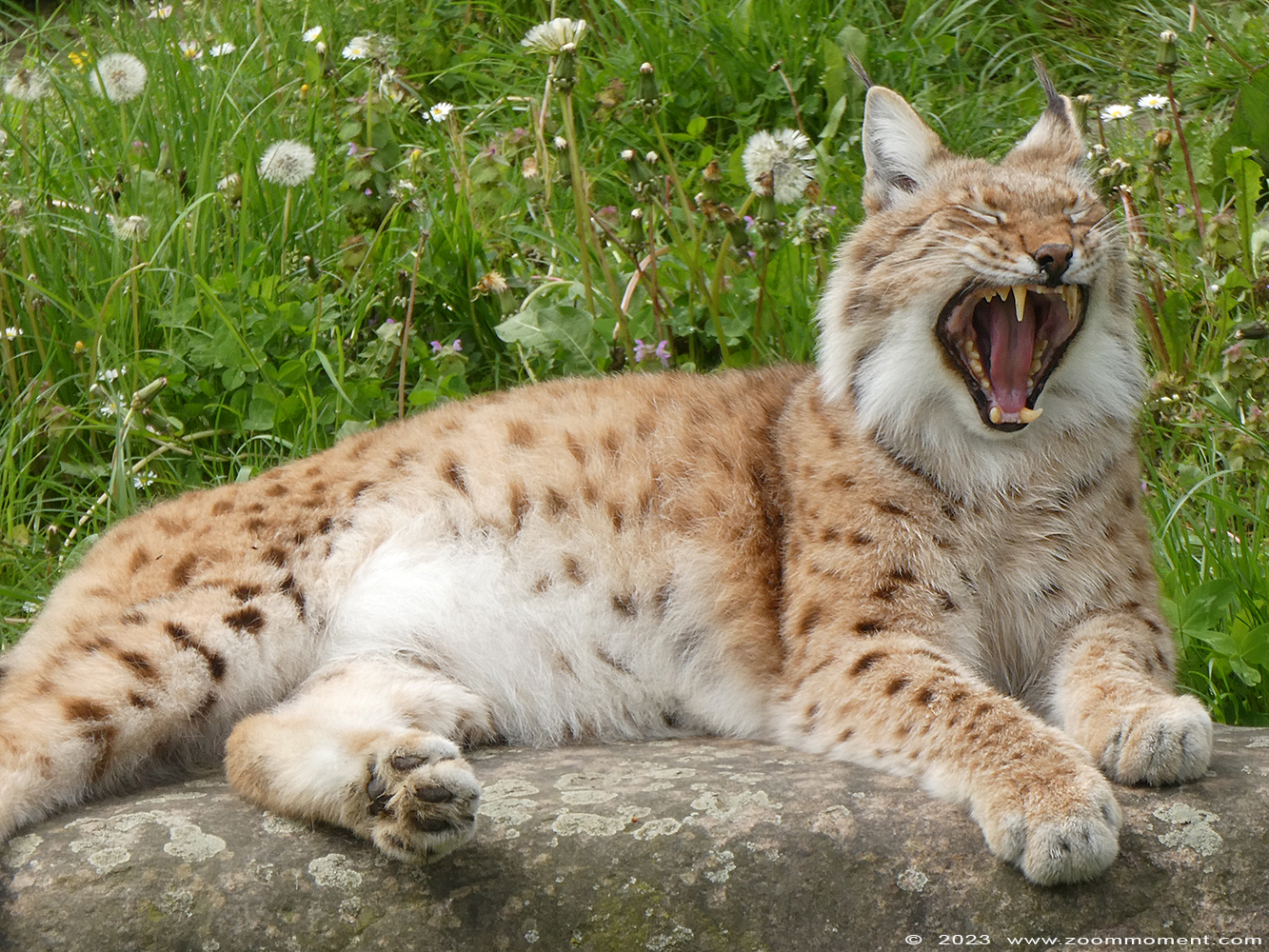 Lynx lynx
Ключові слова: Gaiapark Kerkrade Nederland zoo lynx