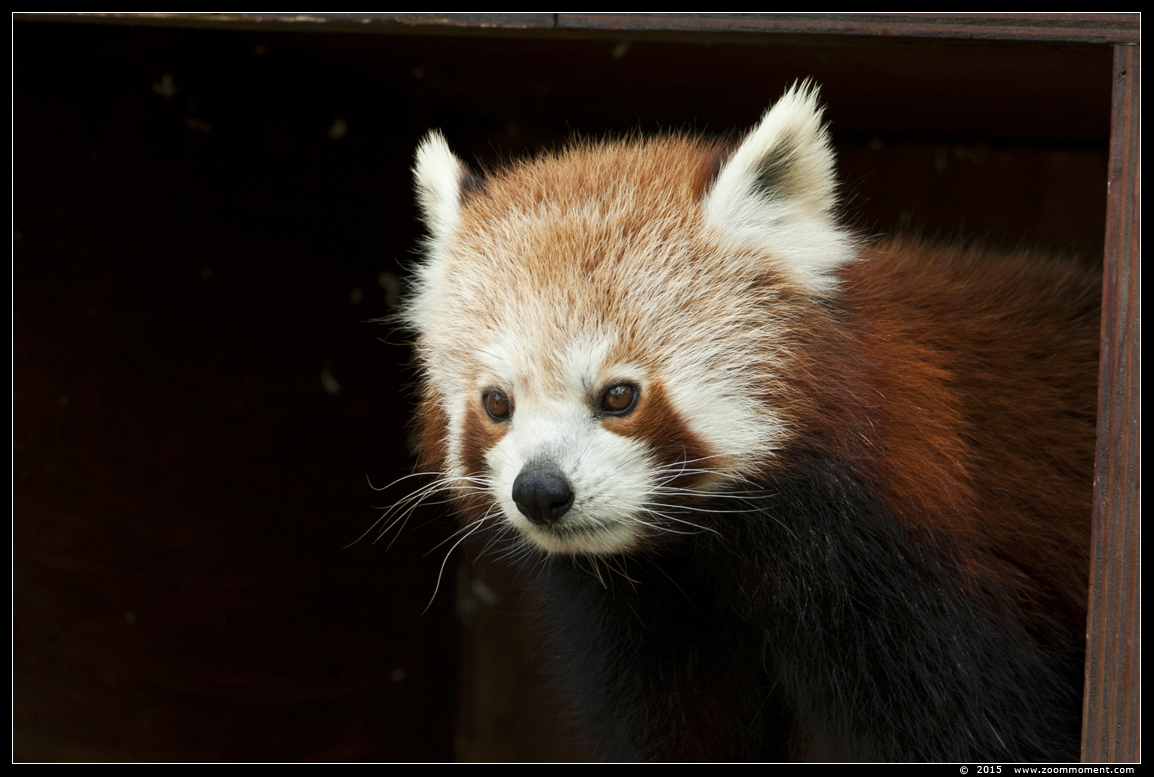 kleine of rode panda ( Ailurus fulgens ) lesser or red panda
Keywords: Gelsenkirchen Zoom Erlebniswelt Germany Duitsland zoo  rode panda  Ailurus fulgens  lesser  red panda