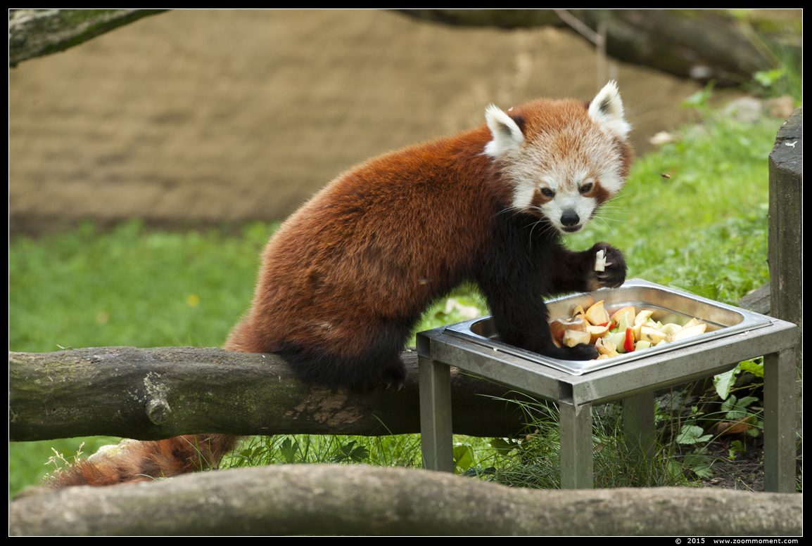 kleine of rode panda ( Ailurus fulgens ) lesser or red panda
الكلمات الإستدلالية(لتسهيل البحث): Gelsenkirchen Zoom Erlebniswelt Germany Duitsland zoo  rode panda  Ailurus fulgens  lesser  red panda
