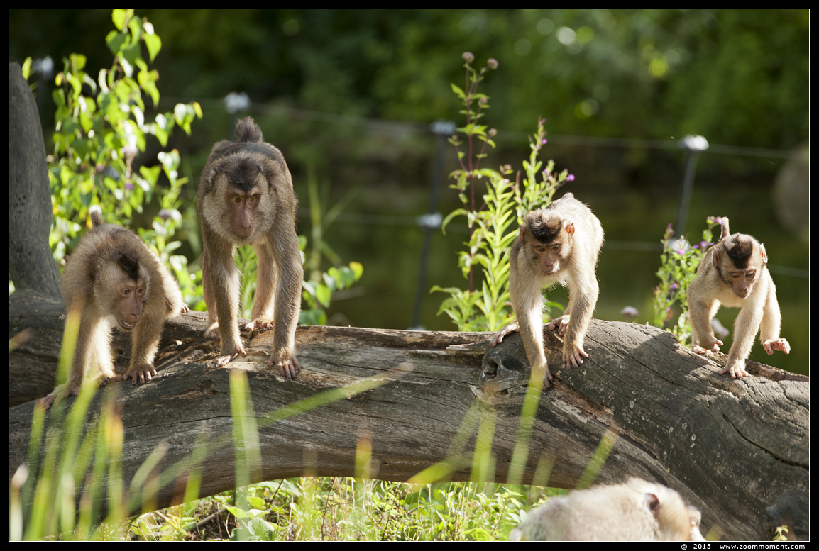 laponderaap of  lampongaap ( Macaca nemestrina ) pigtailed macaque
Trefwoorden: Gelsenkirchen Zoom Erlebniswelt Germany Duitsland zoo laponderaap  lampongaap  Macaca nemestrina  pigtailed macaque