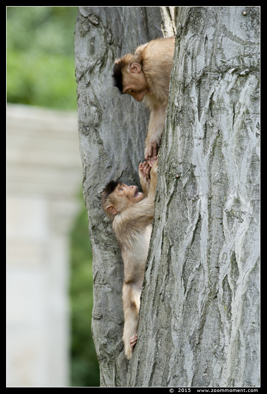 laponderaap of  lampongaap ( Macaca nemestrina ) pigtailed macaque
Trefwoorden: Gelsenkirchen Zoom Erlebniswelt Germany Duitsland zoo laponderaap  lampongaap  Macaca nemestrina  pigtailed macaque