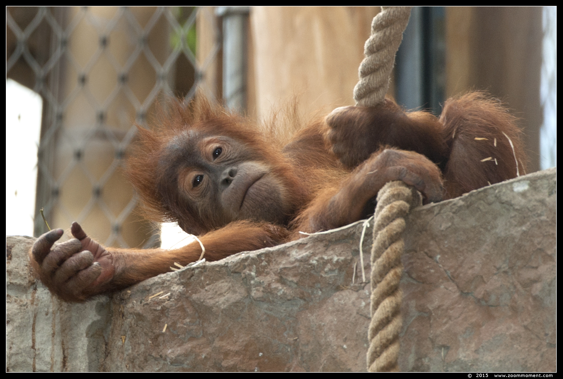 orang oetan ( Pongo pygmaeus abelii ) Sumatran orangutan
Trefwoorden: Gelsenkirchen Zoom Erlebniswelt Germany Duitsland zoo  oerang orang oetan orangutan primates primaten mensaap Pongo pygmaeus abelii Sumatran orangutan