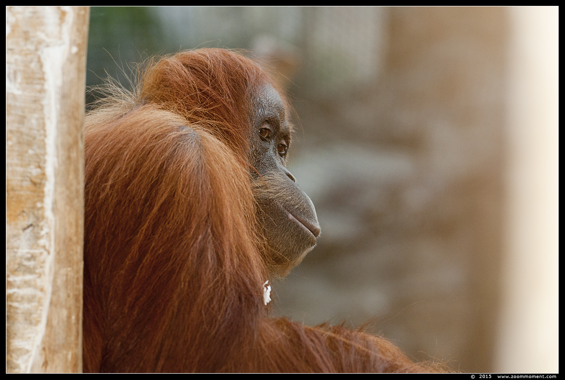 orang oetan ( Pongo pygmaeus abelii ) Sumatran orangutan
Trefwoorden: Gelsenkirchen Zoom Erlebniswelt Germany Duitsland zoo  oerang orang oetan orangutan primates primaten mensaap Pongo pygmaeus abelii Sumatran orangutan