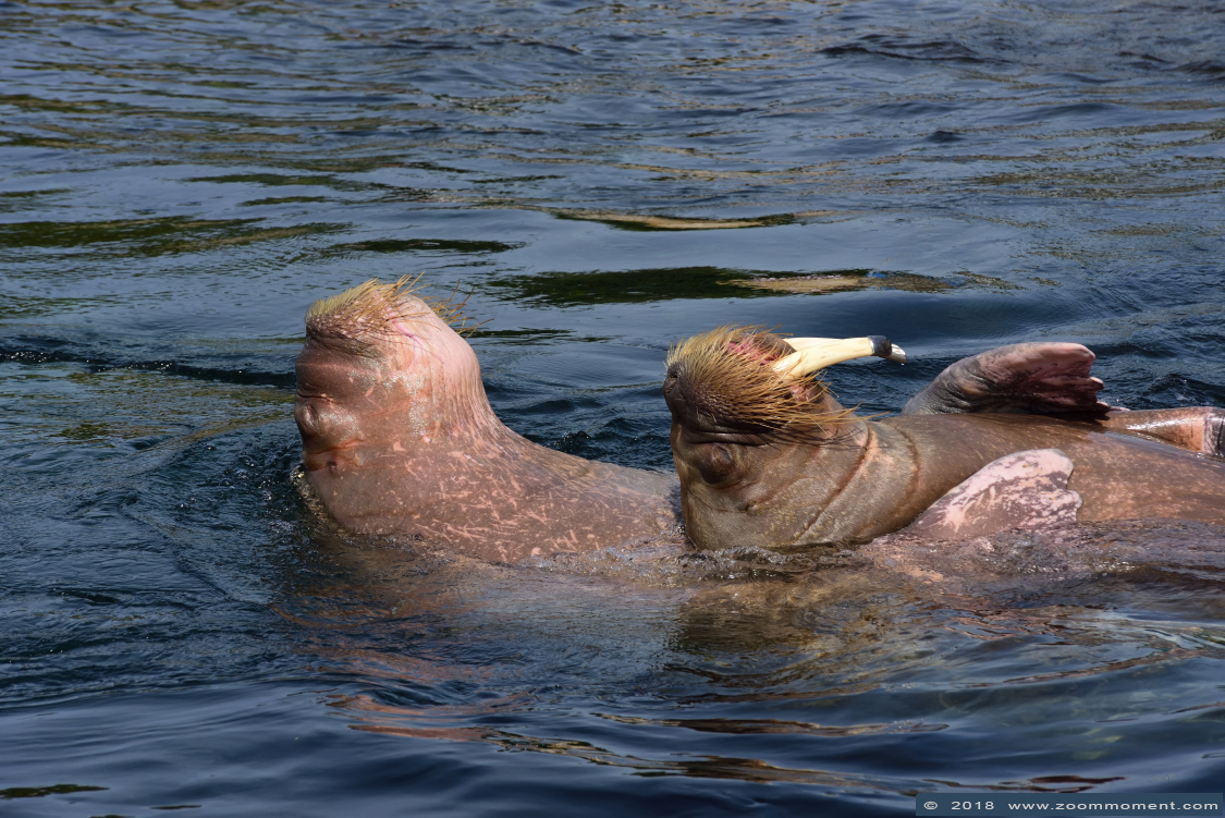 walrus ( Odobenus rosmarus ) walrus
Dolfinarium Harderwijk Nederland
Trefwoorden: Dolfinarium Harderwijk Nederland walrus Odobenus rosmarus walrus