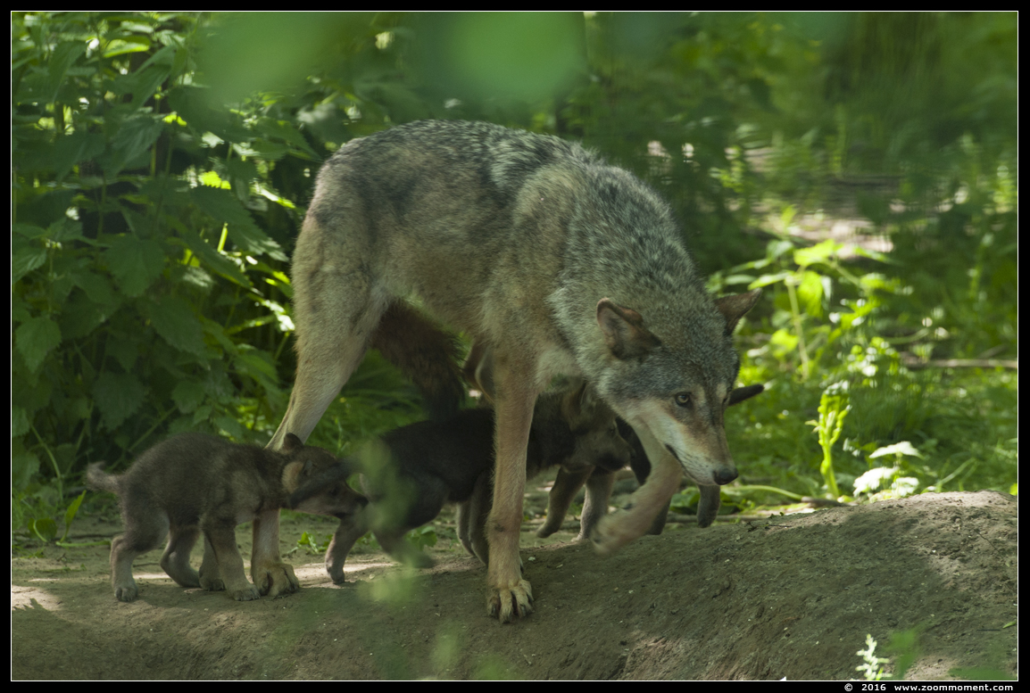 Europese wolf  ( Canis lupus lupus )  Eurasian wolf 
Trefwoorden: Hoenderdaell Nederland Europese wolf Canis lupus lupus   Eurasian wolf 