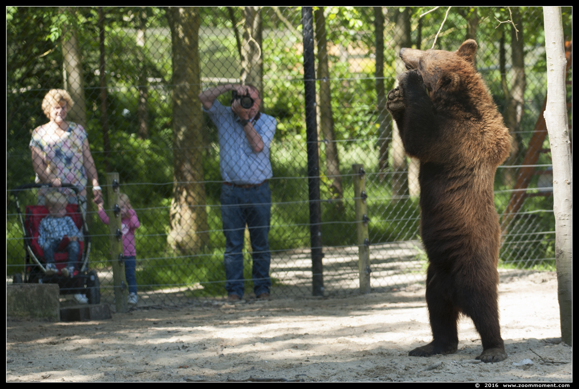 Europese bruine beer  ( Ursus arctos  )  brown bear
Trefwoorden: Hoenderdaell Nederland beer Europese bruine beer  Ursus arctos  brown bear