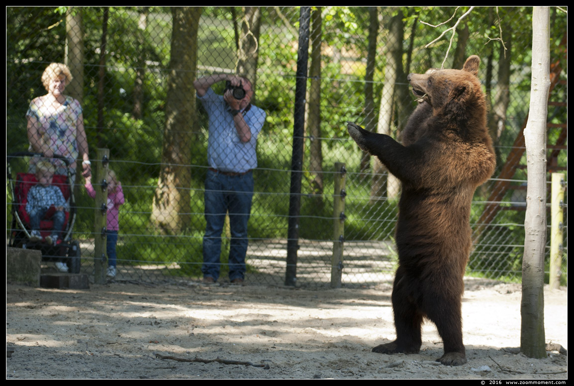 Europese bruine beer  ( Ursus arctos  )  brown bear
Trefwoorden: Hoenderdaell Nederland beer Europese bruine beer  Ursus arctos  brown bear