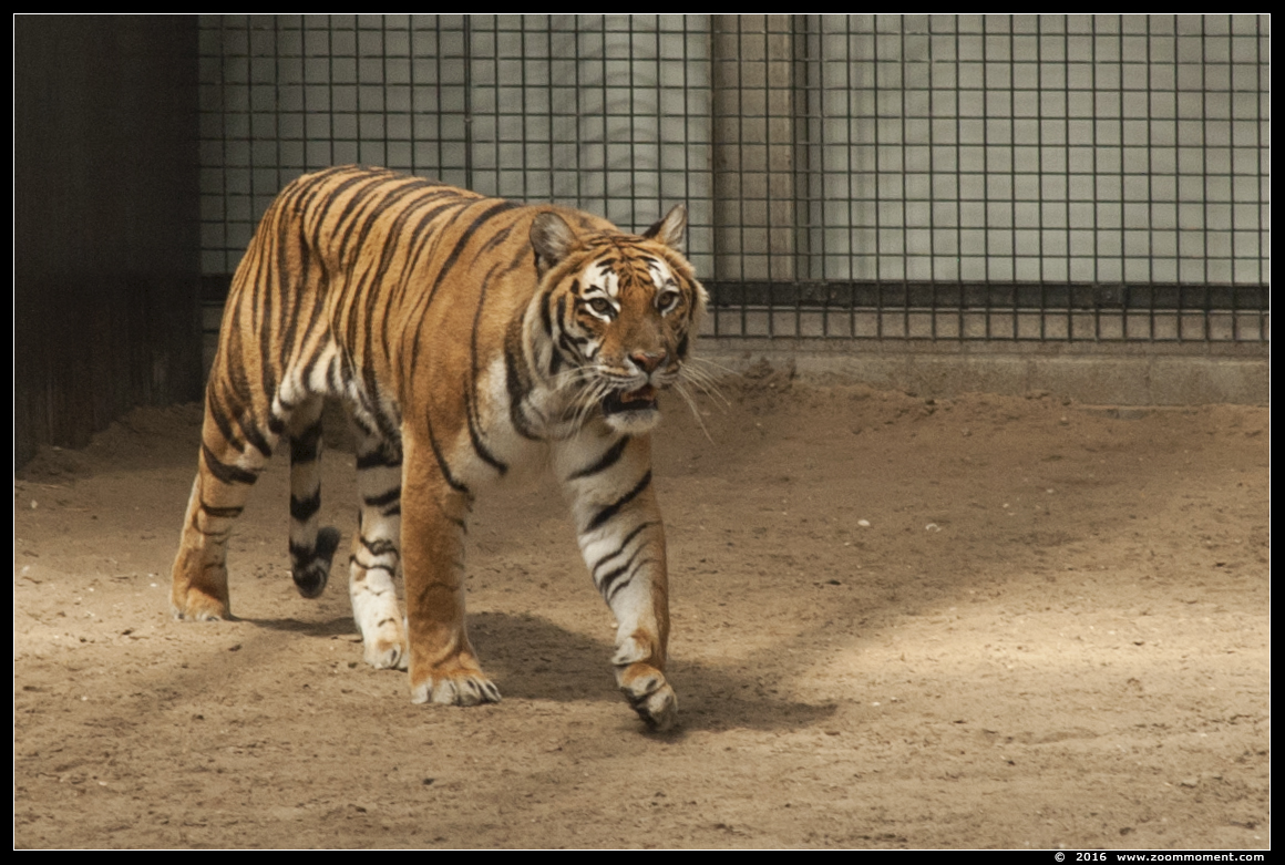 Siberische tijger  ( Panthera tigris altaica )  Siberian tiger
Trefwoorden: Hoenderdaell Stichting leeuw jaagsimulator Nederland tijger Siberische tijger Panthera tigris altaica  Siberian tiger