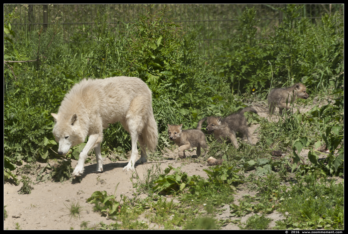 Hudson wolf  (  Canis lupus hudsonicus )  Hudson Bay wolf
Nøkkelord: Hoenderdaell  Nederland Hudson wolf Canis lupus hudsonicus Hudson Bay wolf