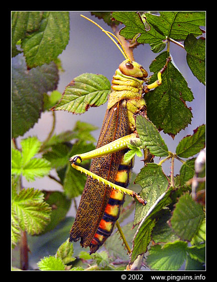 gekleurde sprinkhaan  ( Tropidacris collaris )  Tucurão  grasshopper
Trefwoorden: Zoo Koeln Keulen Köln Tropidacris collaris Tucurão grasshopper Gekleurde sprinkhaan