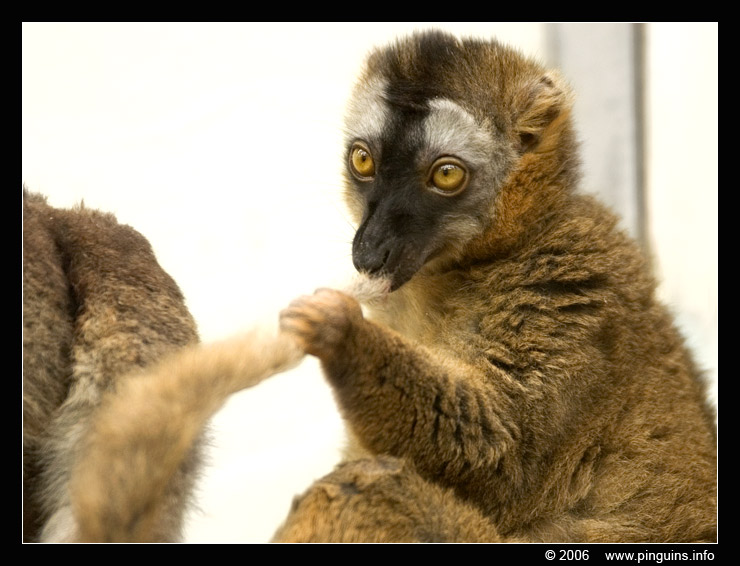 roodkopmaki  ( Eulemur fulvus rufus )  red fronted lemur
Trefwoorden: Zoo Koeln Keulen Köln Eulemur fulvus rufus roodkopmaki maki red fronted lemur halfaap