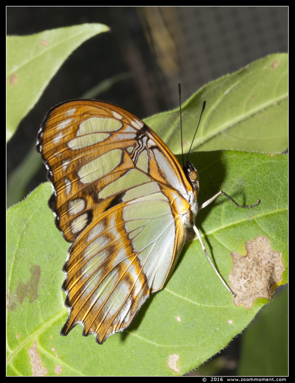 malachietvlinder ( Siproeta stelenes ) malachite
Trefwoorden: Vlindertuin Klein Costa Rica Someren malachietvlinder  Siproeta stelenes malachite
