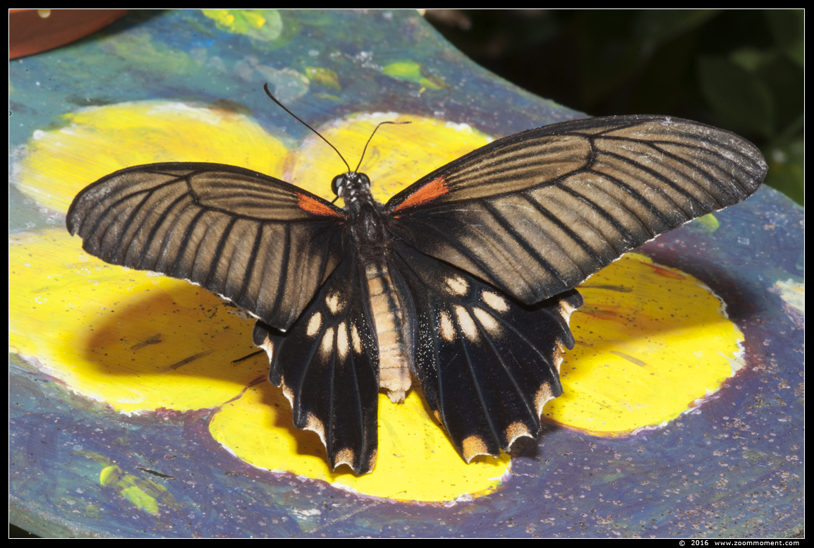 Papilio memnon agenor ? 
Trefwoorden: Vlindertuin Klein Costa Rica Someren Papilio memnon agenor