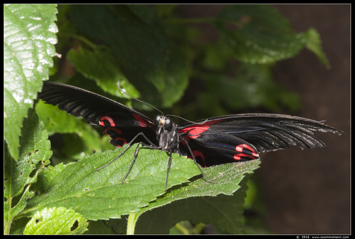 page ( Papilio rumanzovia ? )
Trefwoorden: Vlindertuin Klein Costa Rica Someren page  Papilio rumanzovia 