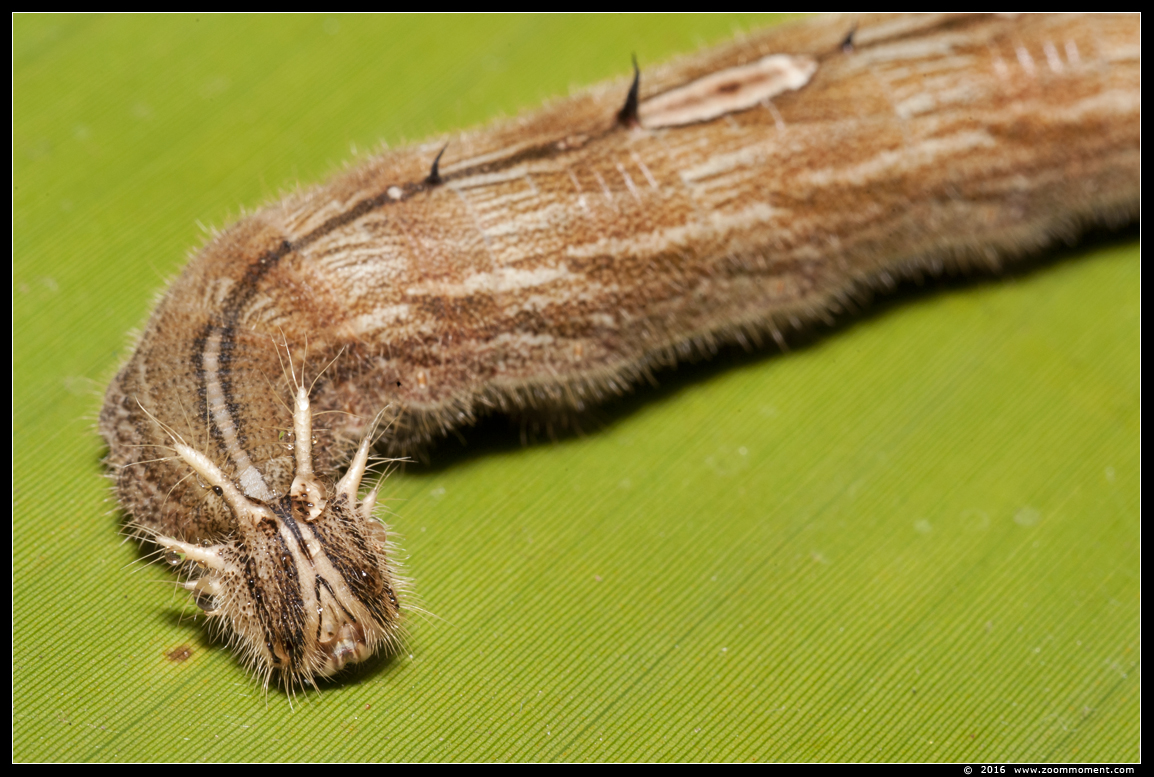 rups  uilvlinder ( Caligo ) caterpillar owl butterfly
Trefwoorden: Vlindertuin Klein Costa Rica Someren rups  uilvlinder  Caligo caterpillar owl butterfly
