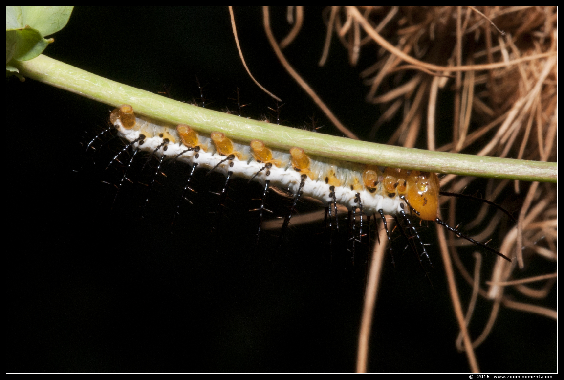 rups van passiebloemvlinder ( Heliconiinae ) caterpillar longwing species
Trefwoorden: Vlindertuin Klein Costa Rica Someren rups    caterpillar passiebloemvlinder Heliconiinae longwing
