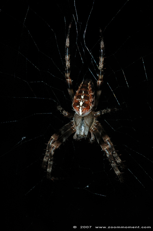 kruisspin spider
Trefwoorden: Krefeld zoo Germany kruisspin spider