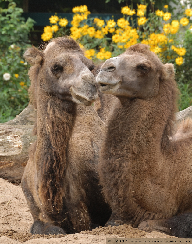 kameel ( Camelus bactrianus ) camel
Trefwoorden: Krefeld zoo Germany kameel  Camelus bactrianus  camel
