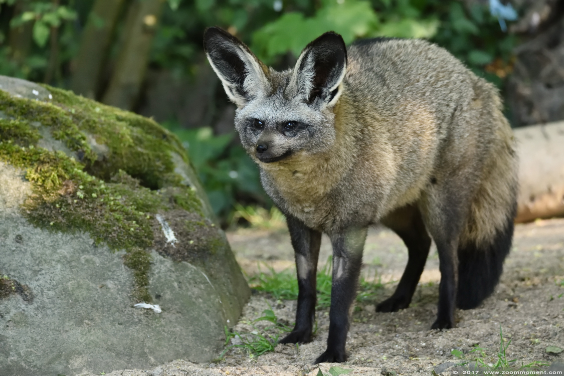 lepelhond of grootoorvos  ( Otocyon megalotis ) bat-eared fox
Trefwoorden: Krefeld zoo Germany  lepelhond grootoorvos Otocyon megalotis bat eared fox