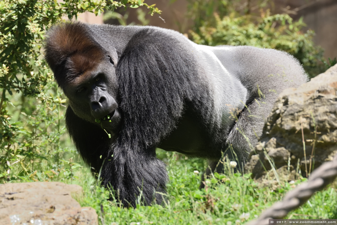 Gorilla gorilla
Keywords: Krefeld zoo Germany  gorilla