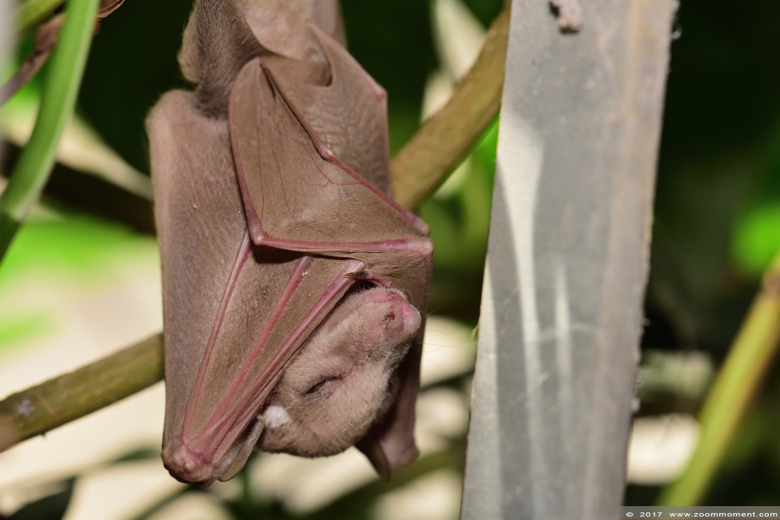epauletten vliegende hond  ( Epomorhorus gambianus )  Gambian epauletted fruit bat
Keywords: Krefeld zoo Germany  epauletten vliegende hond   Epomorhorus gambianus  Gambian epauletted fruit bat