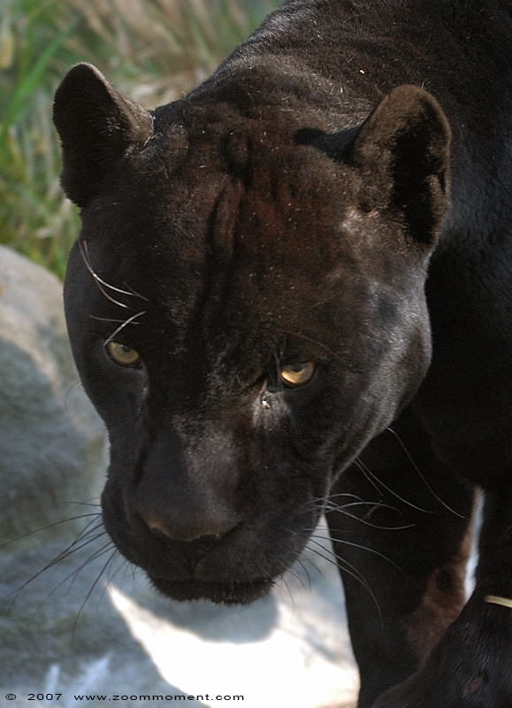 jaguar ( Panthera onca )
Trefwoorden: Krefeld zoo Germany jaguar Panthera onca