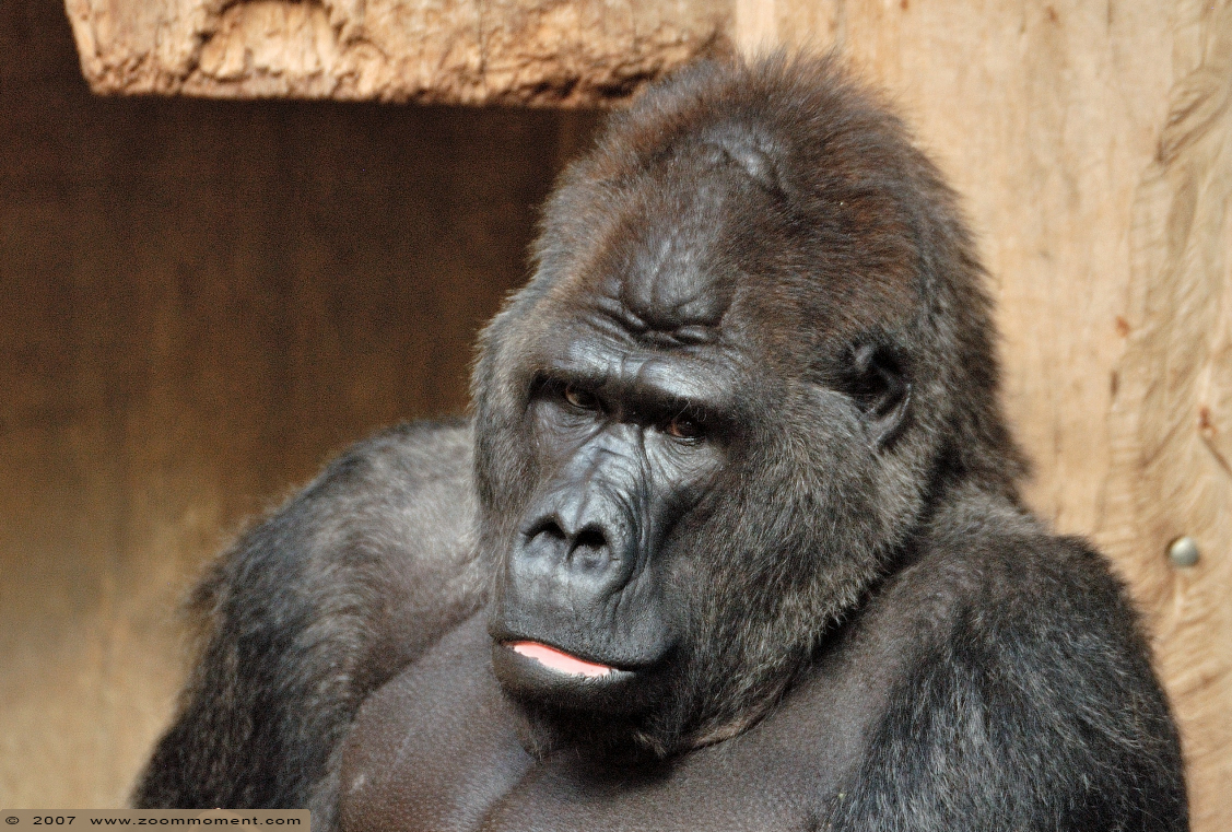 Gorilla gorilla
キーワード: Krefeld zoo Germany  gorilla