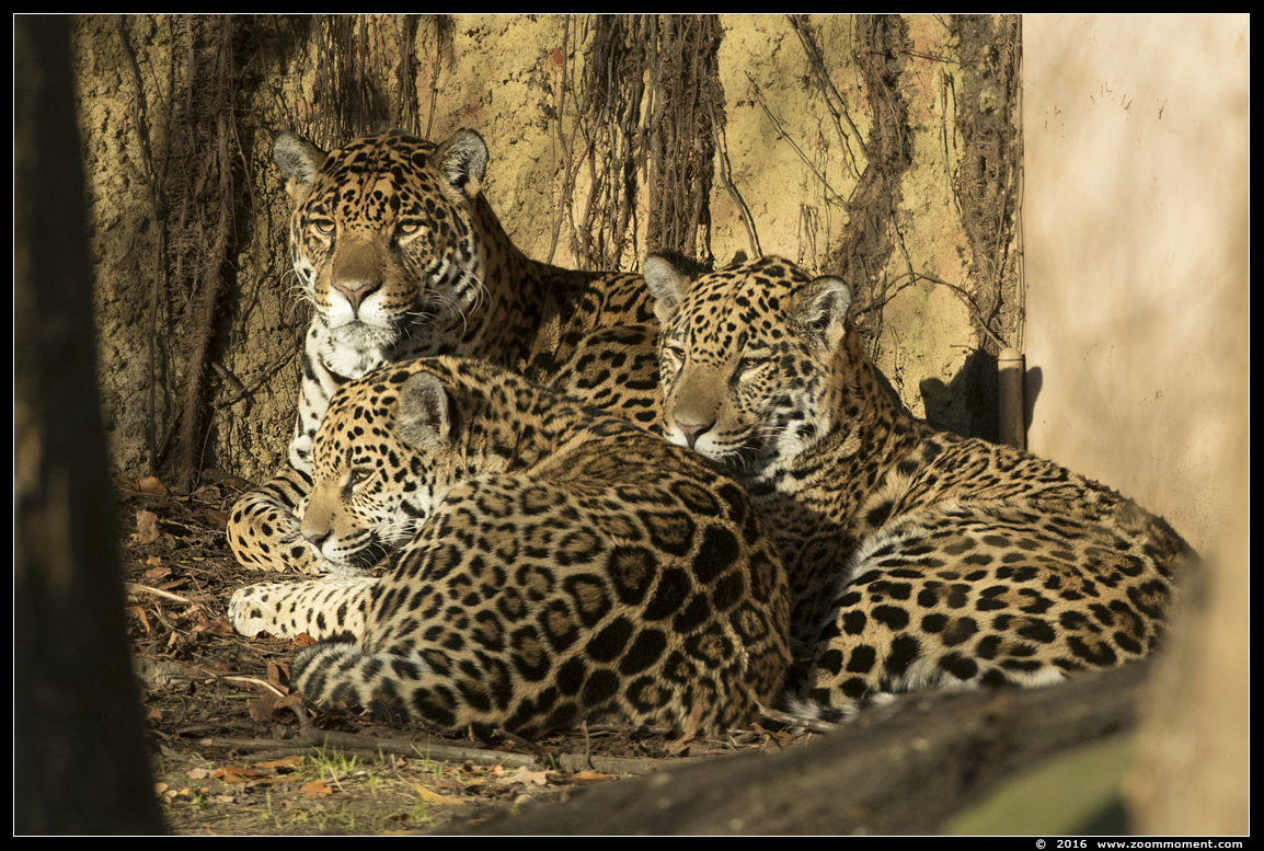 jaguar ( Panthera onca )
Trefwoorden: Krefeld zoo Germany  jaguar Panthera onca