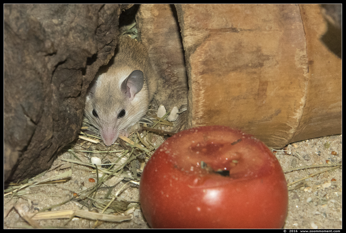 Kretenzische stekelmuis ( Acomys minous ) Cretan spiny mouse
Trefwoorden: Krefeld zoo Germany  Kretenzische stekelmuis Acomys minous Cretan spiny mouse