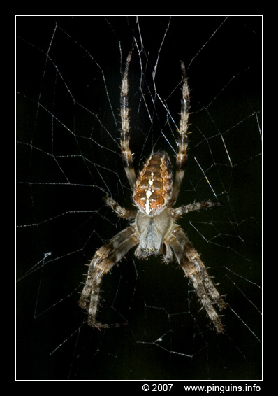 kruisspin ( Araneas diadematus ) cross spider
Trefwoorden: kruisspin spider spin Araneas diadematus cross spider