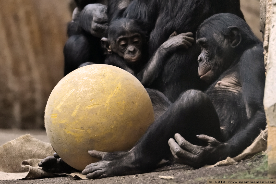 chimpansee  ( Pan troglodytes verus ) chimpanse chimpanzee
Keywords: Leipzig zoo Germany chimpansee Pan troglodytes verus  chimpanse chimpanzee 