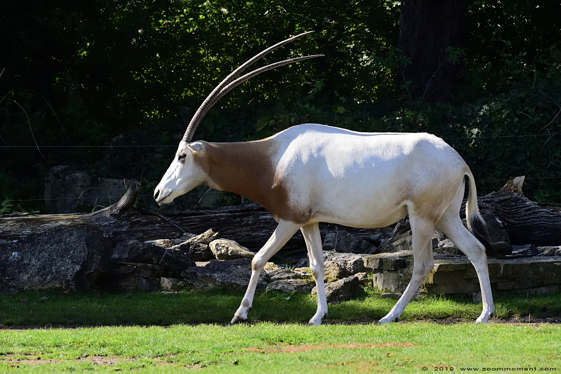 algazel of sabelantilope  ( Oryx dammah ) scimitar oryx
Ključne reči: Leipzig zoo Germany algazel sabelantilope  Oryx dammah  scimitar oryx