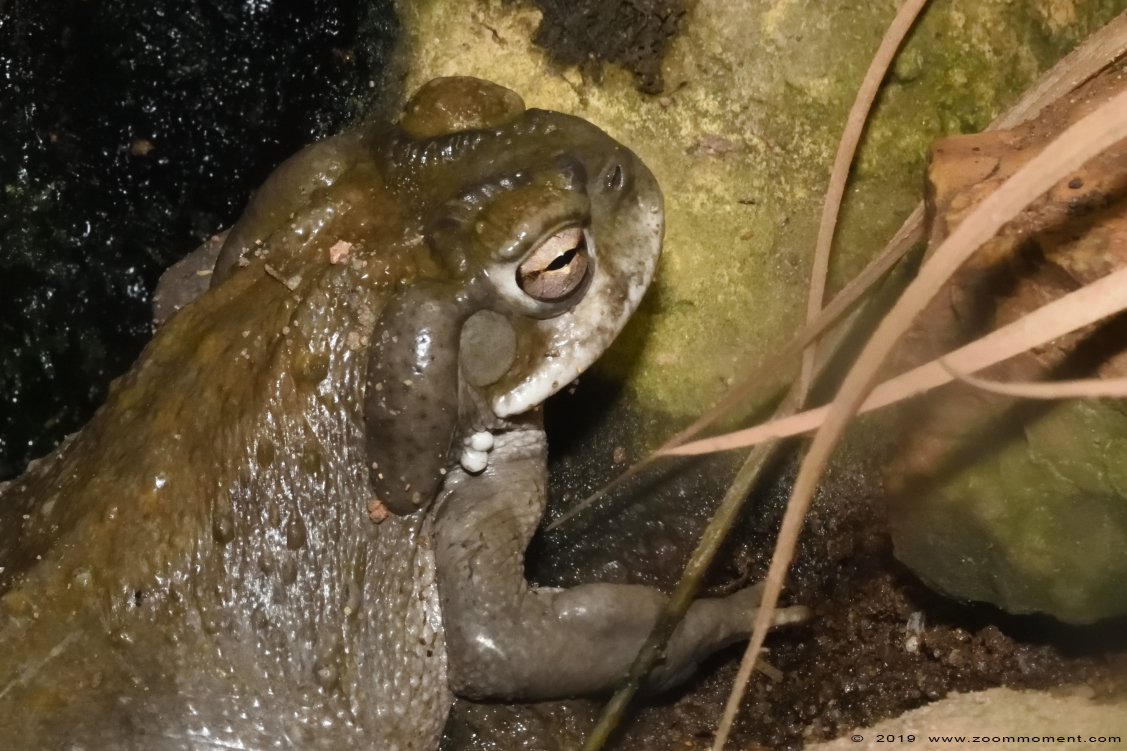 coloradopad ( Incilius alvarius ) Colorado river toad
Ključne reči: Leipzig zoo Germany coloradopad  Incilius alvarius  Colorado river toad