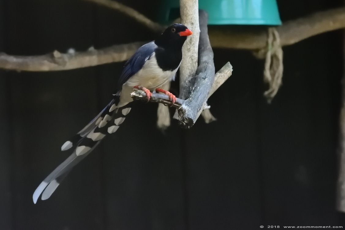 roodsnavelkitta ( Urocissa erythroryncha ) red-billed blue magpie in Tiergarten Mönchengladbach.
Keywords: Tiergarten Mönchengladbach roodsnavelkitta Urocissa erythroryncha red-billed blue magpie