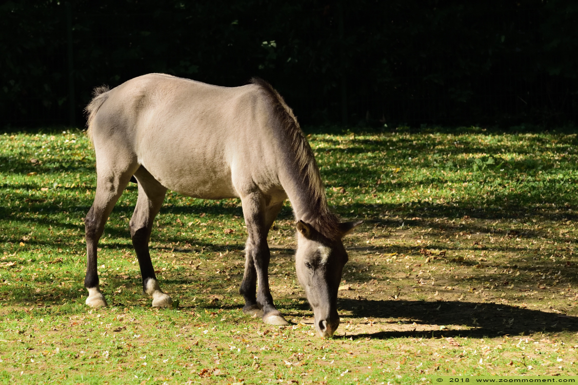 tarpan heckpaard ( Equus ferus ferus ) tarpan in Tiergarten Mönchengladbach
Trefwoorden: Tiergarten Mönchengladbach tarpan heckpaard Equus ferus ferus tarpan