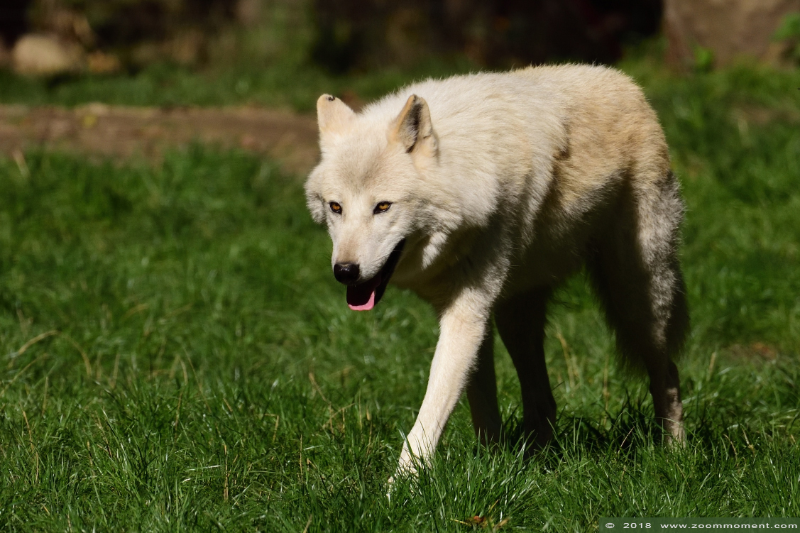 hudson bay wolf  ( Canis lupus hudsonicus ) wolf
Trefwoorden: Mondo Verde   Nederland Netherlands hudson bay wolf Canis lupus hudsonicus 