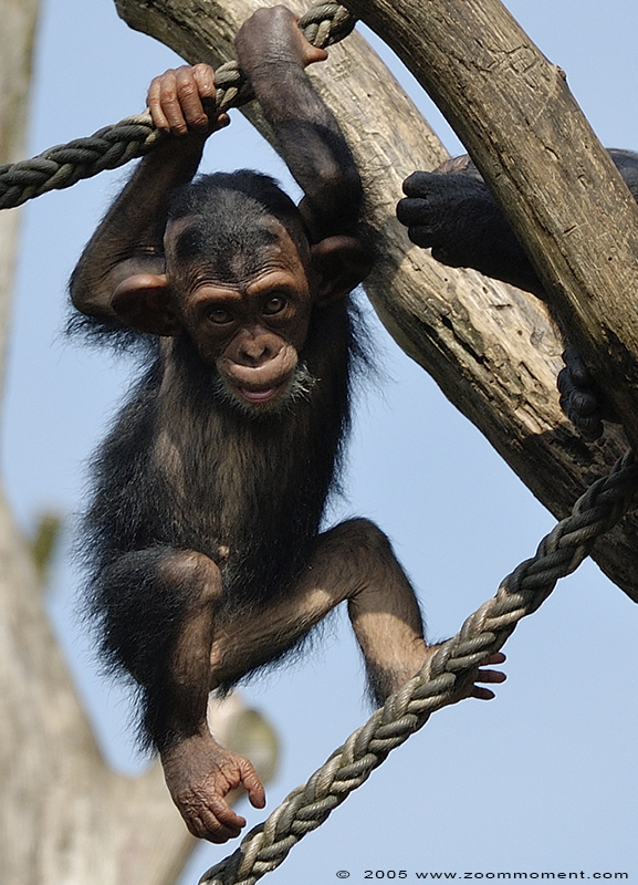 chimpansee ( Pan troglodytes ) chimpanzee
Trefwoorden: Allwetterzoo Muenster chimpansee  Pan troglodytes chimpanzee
