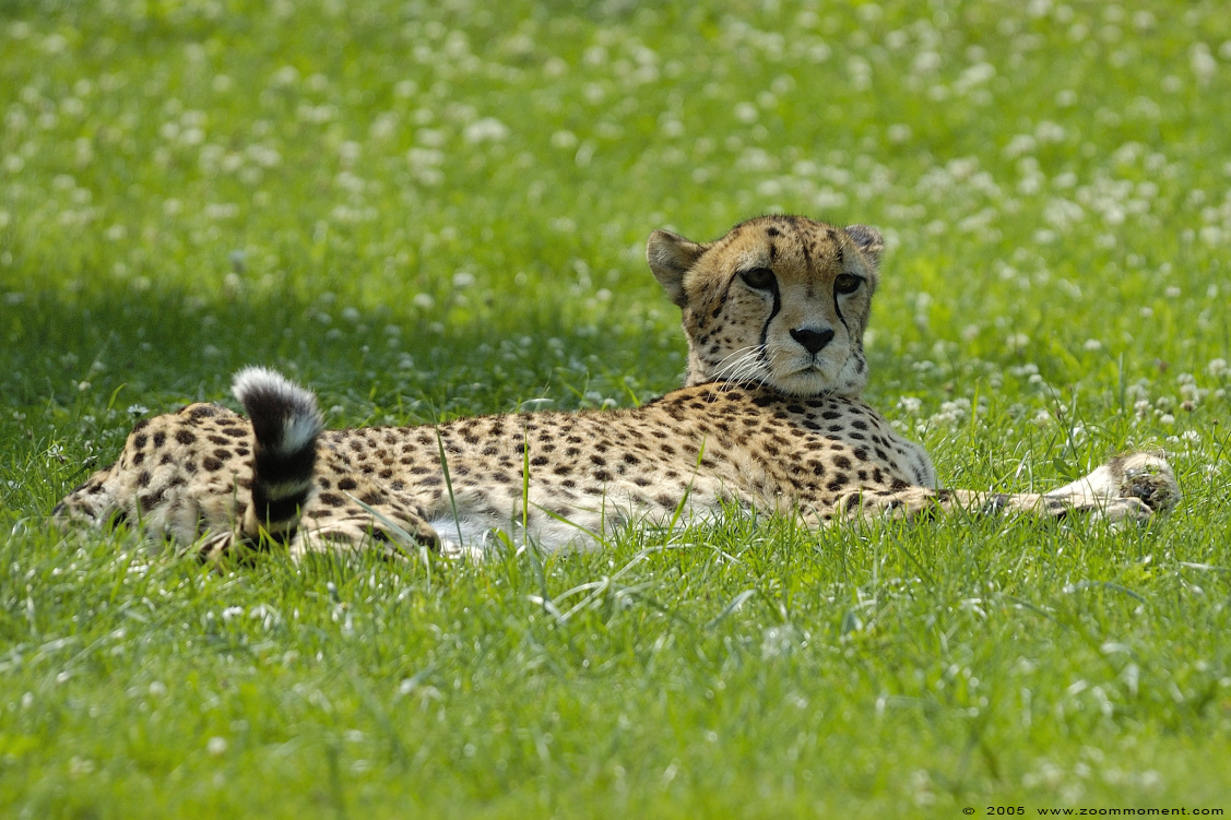 jachtluipaard ( Acinonyx jubatus ) cheetah gepard
Trefwoorden: Allwetterzoo Münster Muenster zoo Acinonyx jubatus Jachtluipaard cheetah gepard