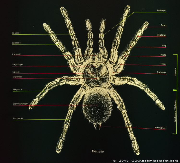 spin anatomie   spider anatomy
Spinnententoonstelling 2018
Spider exhibition 2018
Trefwoorden: Allwetterzoo Muenster anatomie spin anatomy spider