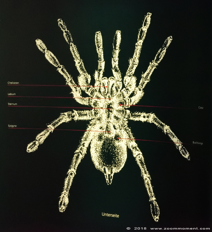 spin anatomie   spider anatomy
Spinnententoonstelling 2018
Spider exhibition 2018
Trefwoorden: Allwetterzoo Muenster anatomie spin anatomy spider