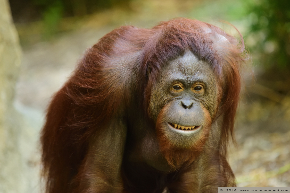 orang oetan ( Pongo pygmaeus ) orangutan
Trefwoorden: Allwetterzoo Münster Muenster zoo orang oetan Pongo pygmaeus  orangutan