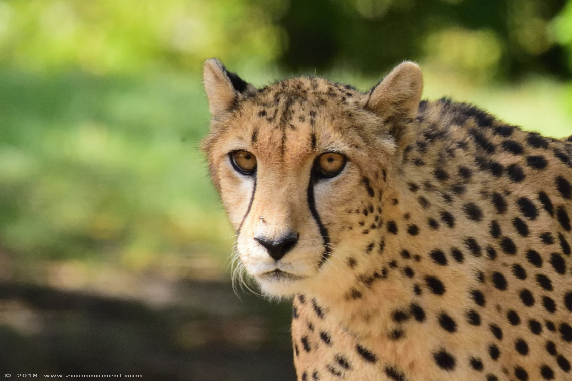 jachtluipaard ( Acinonyx jubatus ) cheetah gepard
Trefwoorden: Allwetterzoo Münster Muenster zoo jachtluipaard Acinonyx jubatus cheetah gepard