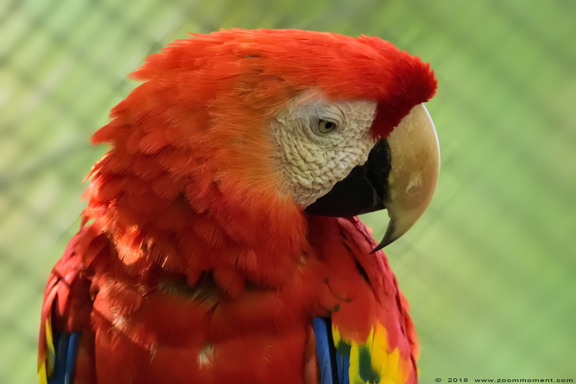 geelvleugelara ( Ara macao ) scarlet macaw
Trefwoorden: Allwetterzoo Münster Muenster zoo geelvleugelara Ara macao  scarlet macaw