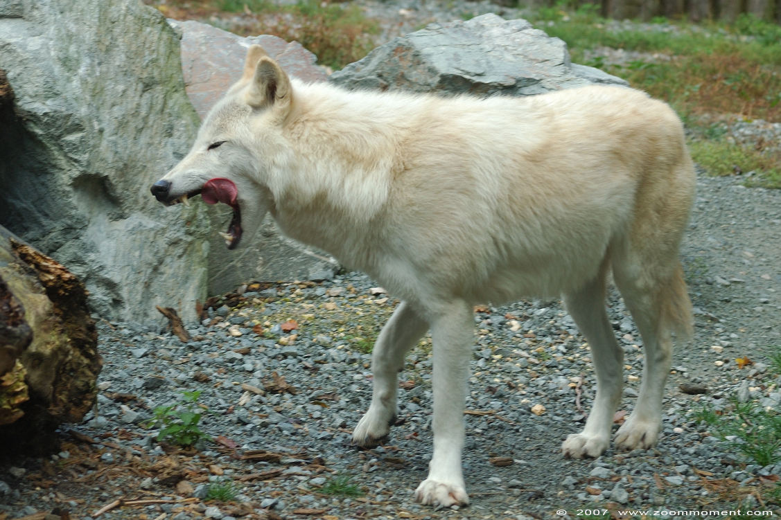 Mackenzie Valley wolf ( Canis lupus occidentalis ) timber wolf
Trefwoorden: Mulhouse Frankrijk France zoo Canis lupus occidentalis timber wolf Mackenzie Valley wolf